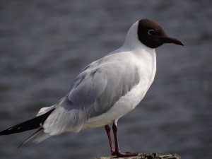 Möwe auf Pfahl